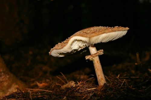 mushroom forest fungus