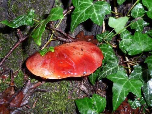 mushroom ox tongue tree fungus