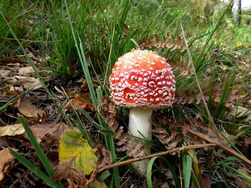 mushroom fly agaric toxic