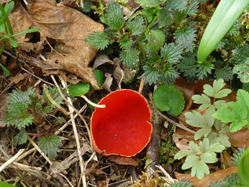 mushroom orange-red becherling rarely