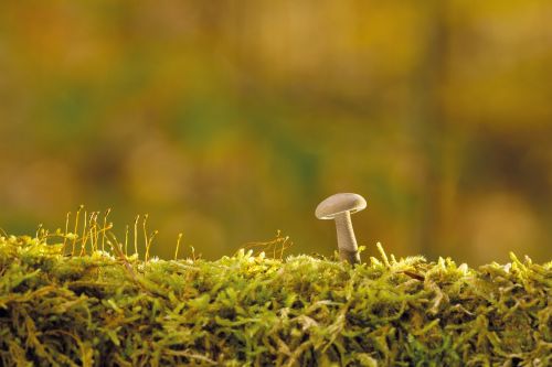 mushroom autumn tree fungus
