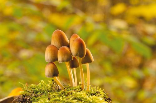 mushroom autumn tree fungus