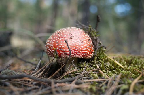 mushroom forest nature