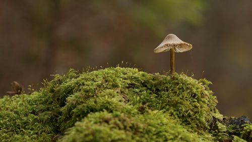 mushroom moss nature