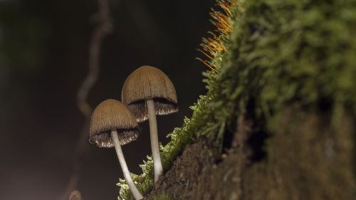 mushroom moss sponge