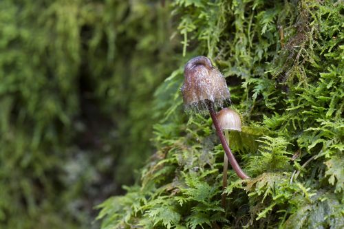 mushroom moss snail