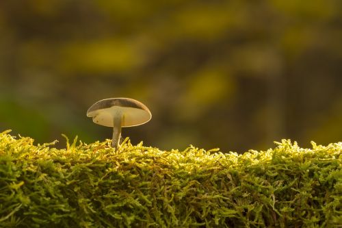 mushroom moss sponge
