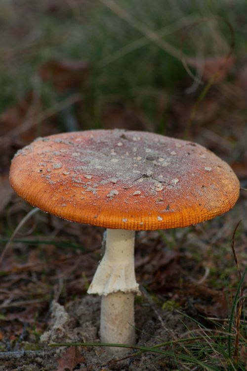 mushroom autumn nature