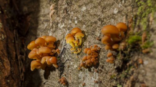 mushroom tree fungus sponge