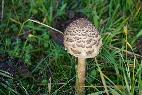 mushroom autumn meadow