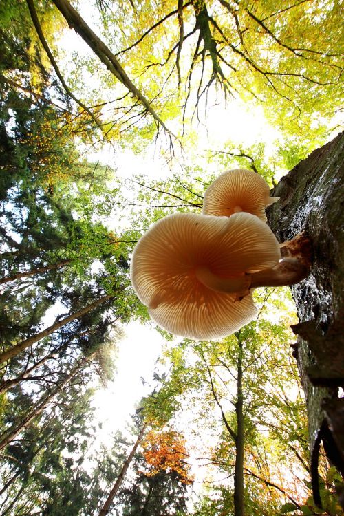 mushroom autumn agaric