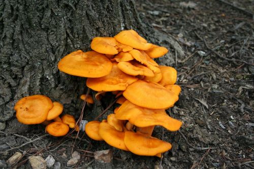 mushroom fungus toxic