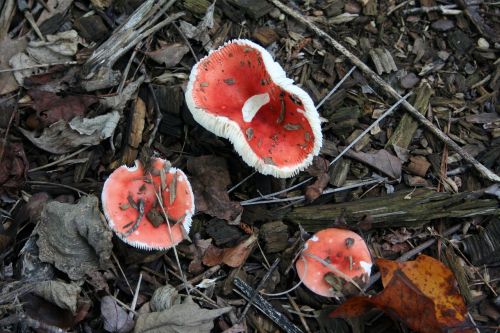 mushroom fungi red
