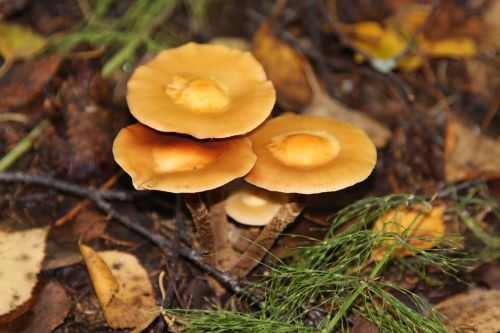 mushroom nature picnic
