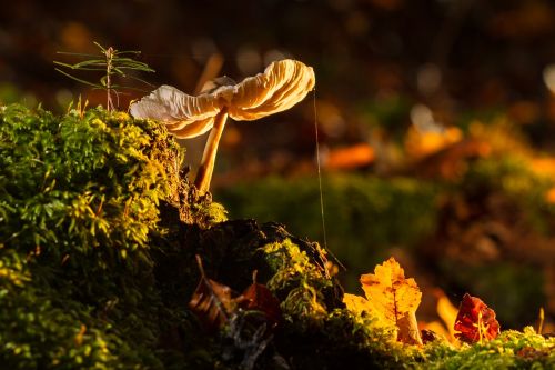 mushroom moss tree fungus