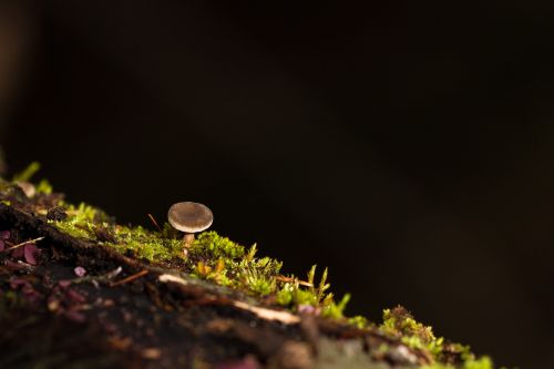 mushroom moss tree fungus