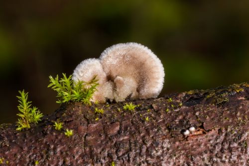 mushroom tree fungus sponge