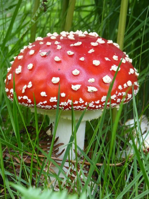 mushroom fungi red
