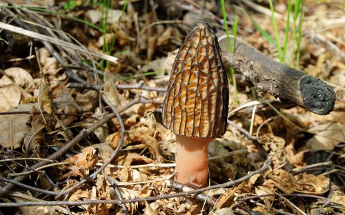 mushroom morel spring