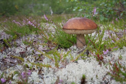 mushroom norway moss