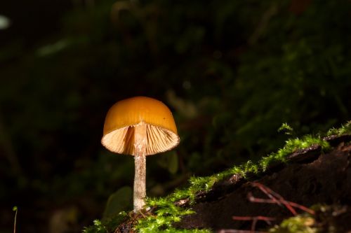 mushroom small mushroom sponge