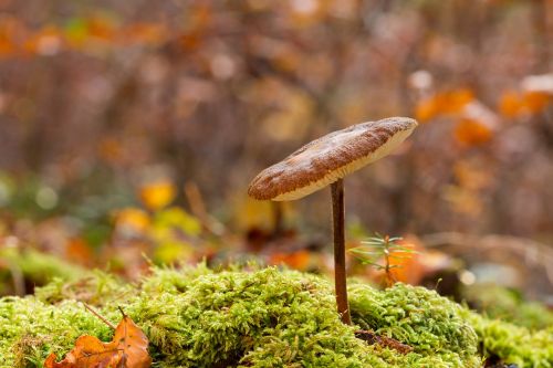 mushroom small mushroom sponge