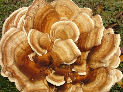 mushroom fle nature