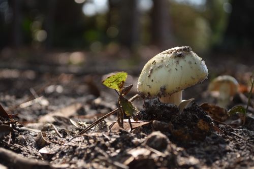 mushroom nature dirt