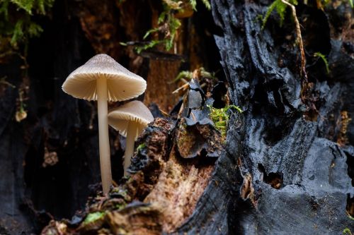 mushroom wood fungus sponge