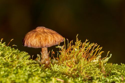 mushroom wood fungus sponge