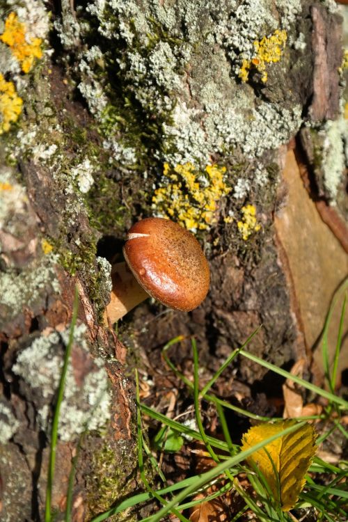 mushroom log bark