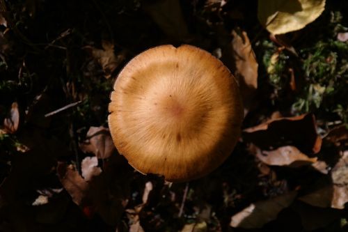 mushroom forest sharp gebuckelter out head