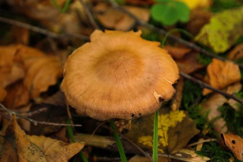 mushroom forest sharp gebuckelter out head