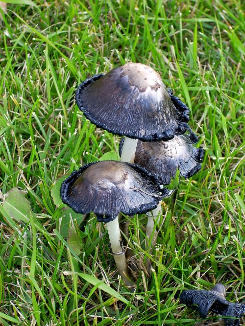 mushroom spring grass