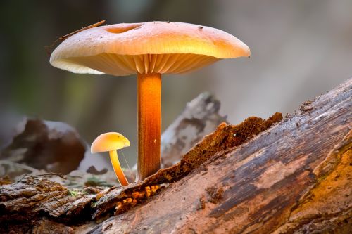 mushroom mini mushroom protected