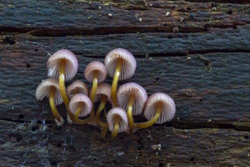 mushroom small mushroom sponge