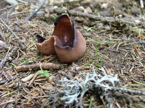 mushroom brown coccinea meadow abyss