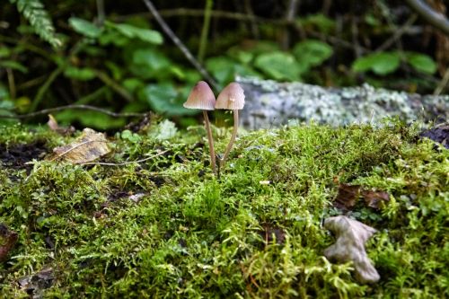 mushroom moss stone