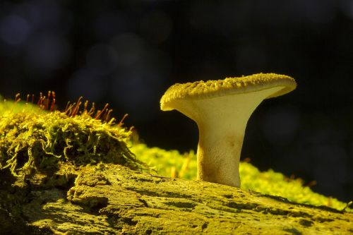 mushroom wood fungus tree fungi