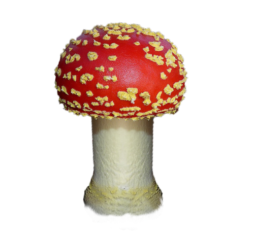 mushroom autumn red