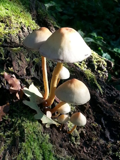 mushroom autumn clingendael