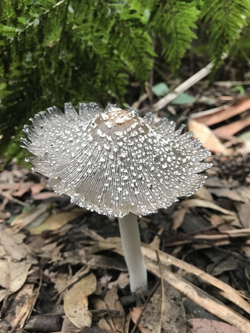 mushroom nature fairy