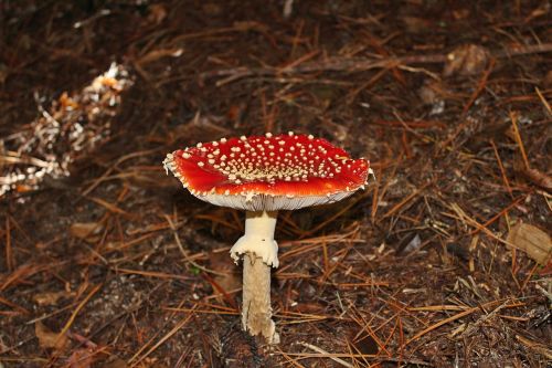 mushroom red nature