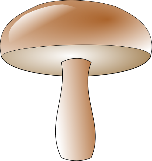 mushroom toadstool fungus