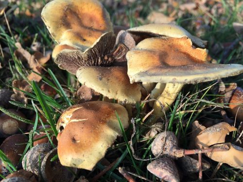 mushroom autumn nature