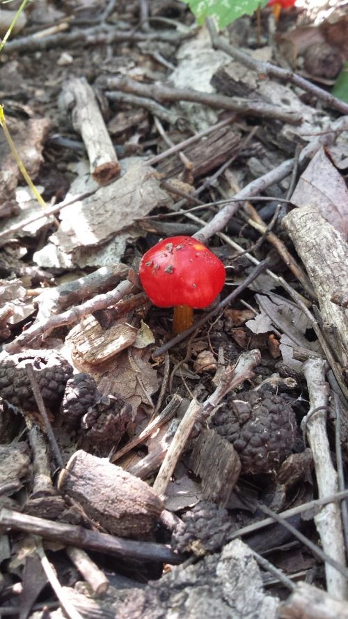 mushroom red nature