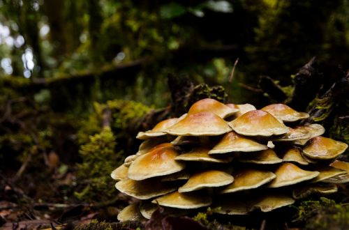 mushroom forest moss