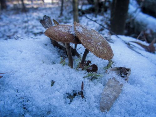 mushroom ice snow