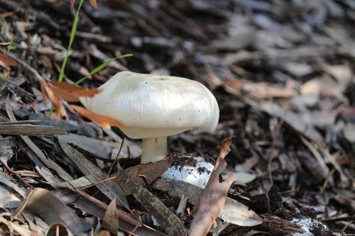mushroom falls hiking