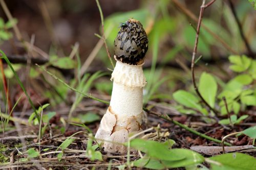 mushroom summer nature